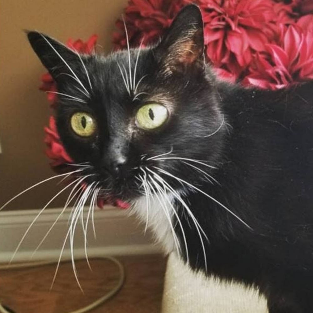 Meet your Posher, Alicia